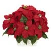 16.5" Potted Poinsettia In White Washed Planter