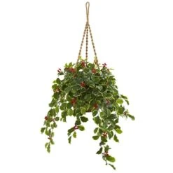 3ft. Variegated Holly With Berries Plant In Hanging Basket