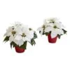 12" Potted White Poinsettia Set