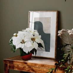 12" Potted White Poinsettia Set -Northlight Decor Store D322502S 14